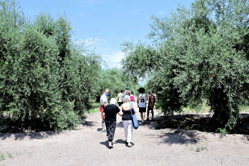 Olivicola Maguay Olive Oil Tour Mendoza by Authentic Food Quest