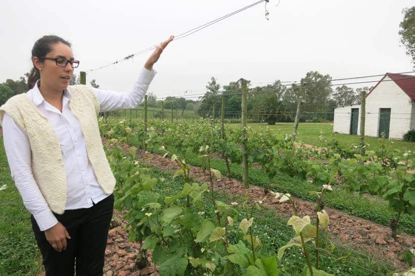 Vineyards Bodega Winery by Authentic Food Quest