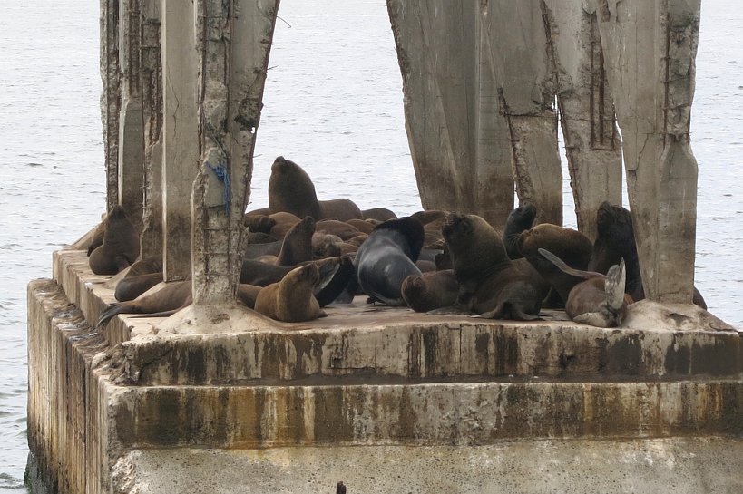 Valparaiso seafood sea lions