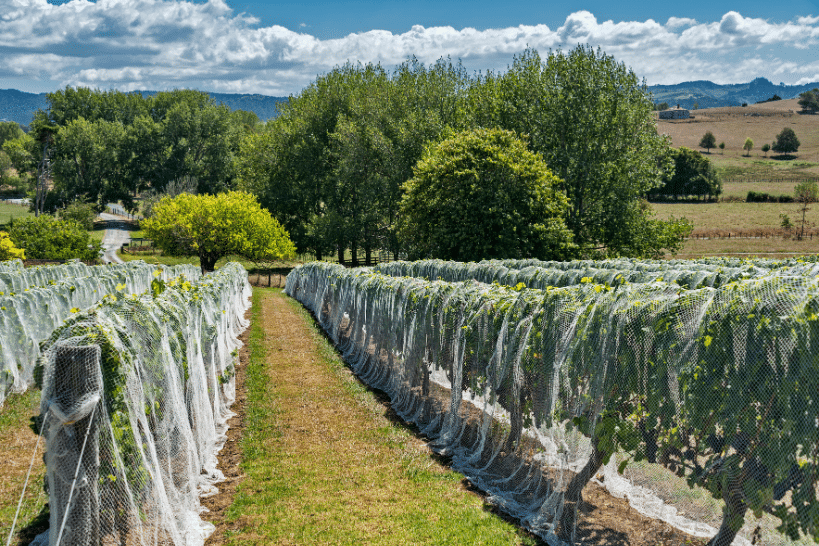 New Zealand Winery New Zealand Food by Authentic Food Quest
