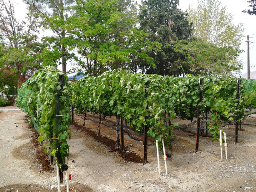 Pahrump winery vineyards Las Vegas winery by Authentic Food Quest