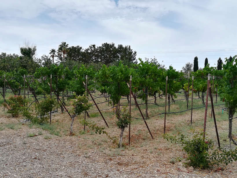 Sanders winery vineyards wineries in Las Vegas by Authentic Food Quest