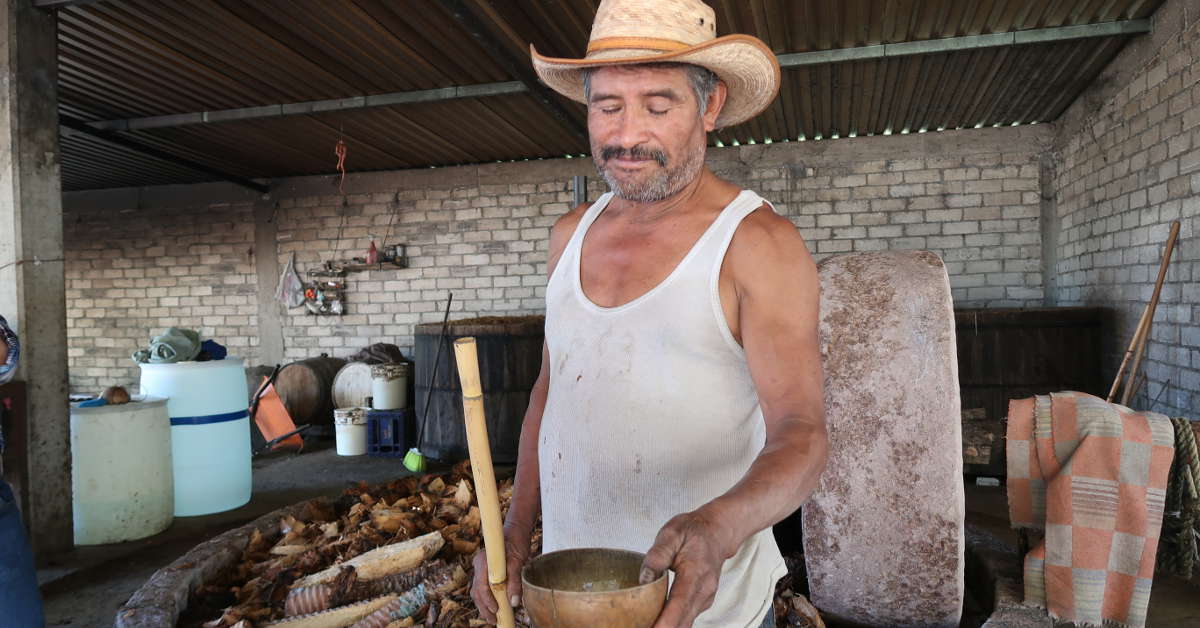 Oaxaca Mezcal Tour With Award Winning Geü Beez Distillery