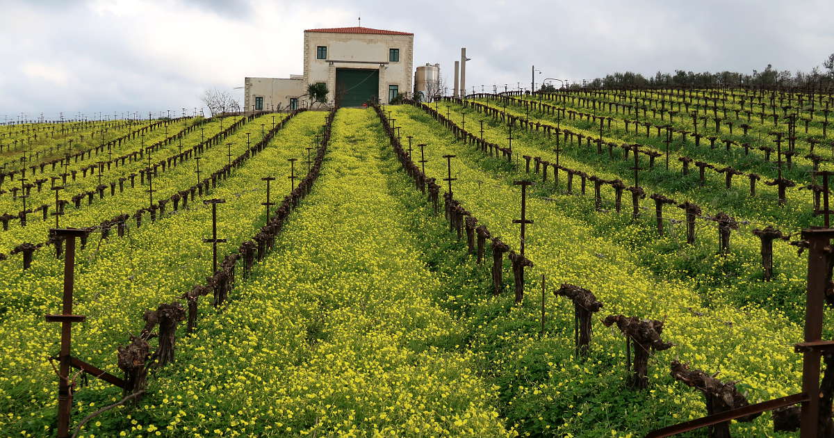 6 Amazing Wineries in Crete for Authentic Greek Wine Lovers