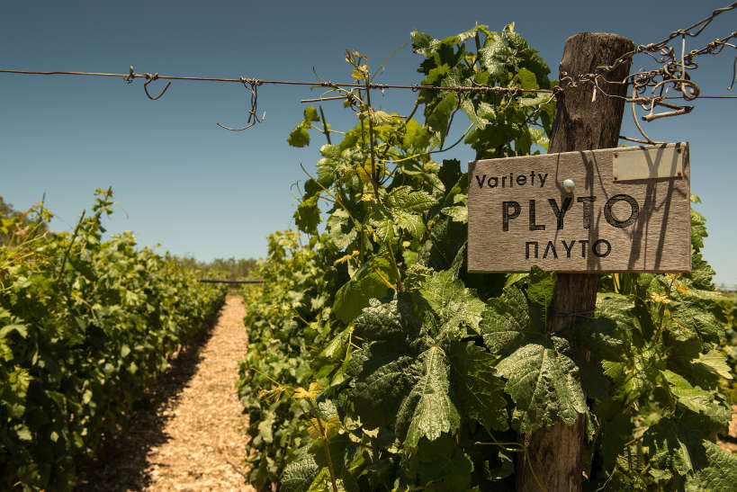 Vineyard with Plyto Sign at Lyrarakis Winery Crete by AuthenticFoodQuest