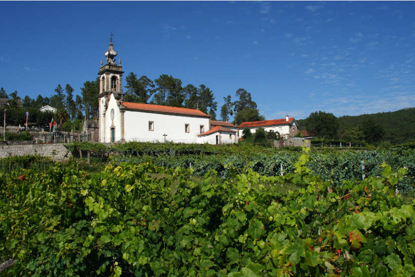 Vine yard in Minho Verde Portugal by Authentic Food Quest