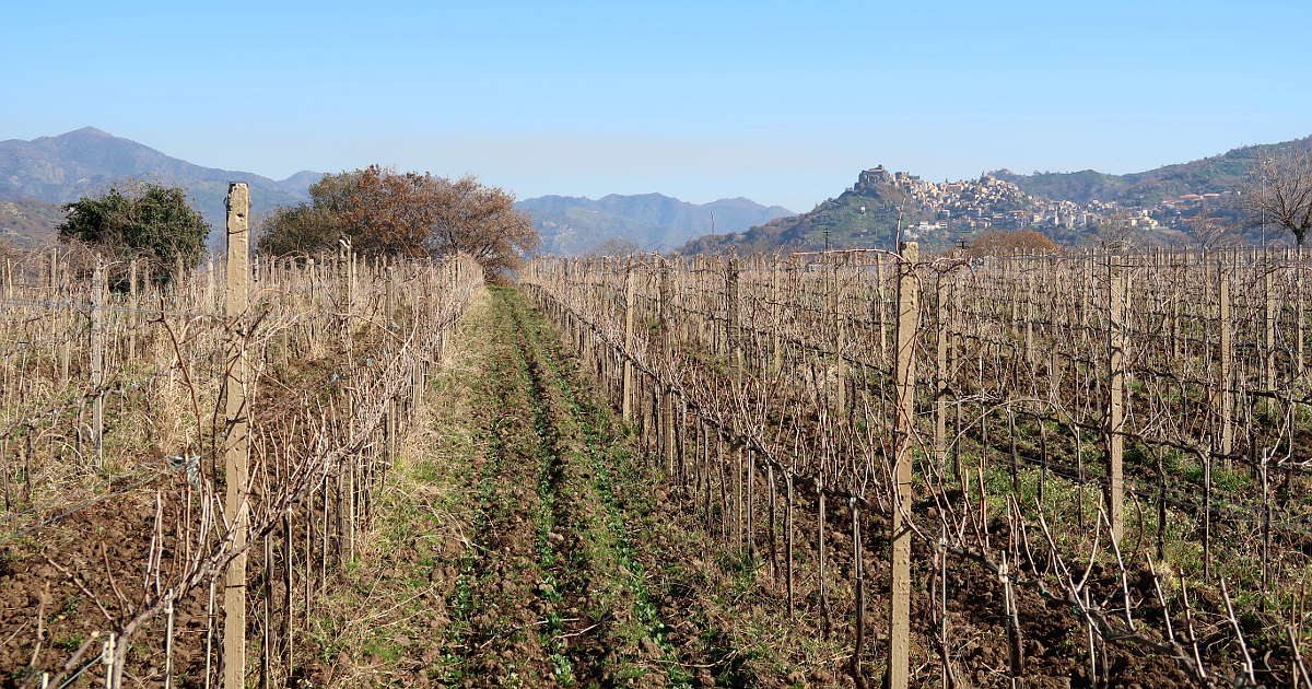 15 Top Wineries in Sicily To Visit For Tasting Wines of Sicily