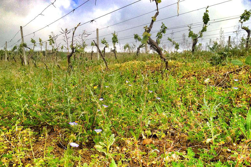 Quattrocieli Vineyards Sicilian Wineries by Authentic Food Ques