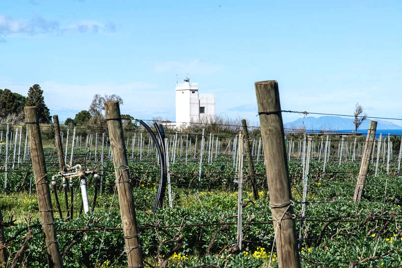 Tenuta Rasocolmo Winery in Messina Sicily by Authentic Food Quest