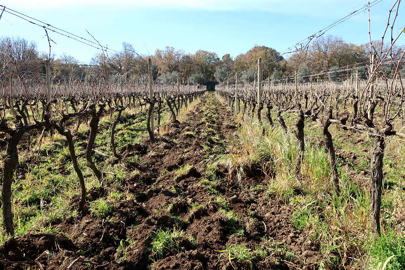 Tornatore Vineyards Sicily Wineries by Authentic Food Quest