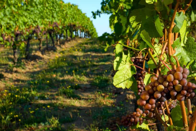 Vineyards by Authentic Food Quest