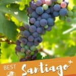 Pinterest Wine Tours In Chile From Santiago by Authentic Food Quest