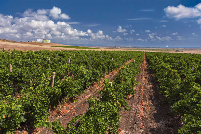 Dives Estate Winery Bulgaria by Authentic Food Quest