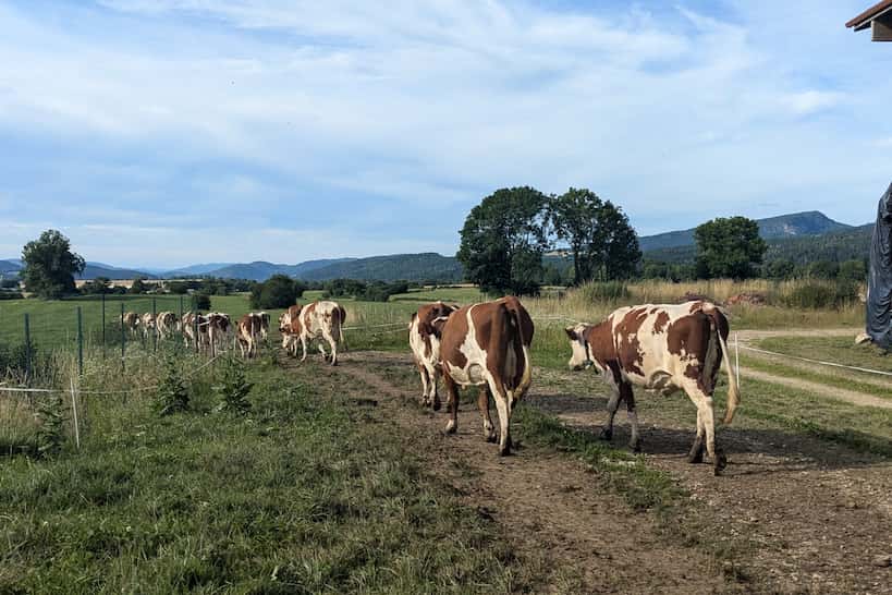 French Simmental Cows Comte Cheese Road Trip by Authentic Food Quest