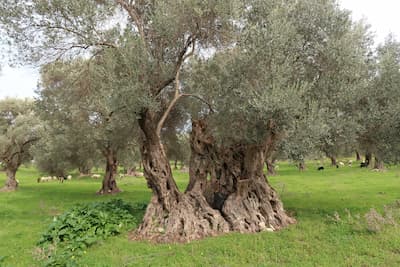 Century old olive tree Crete by Authentic Food Quest Greek cooking vacations