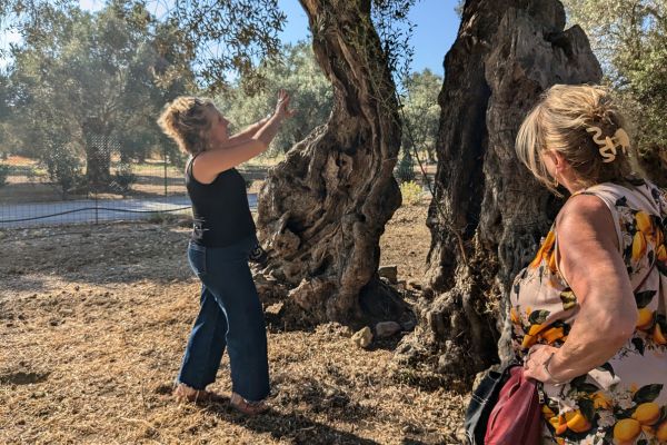 Olive Grove in Crete why travel with Authentic Food Quest